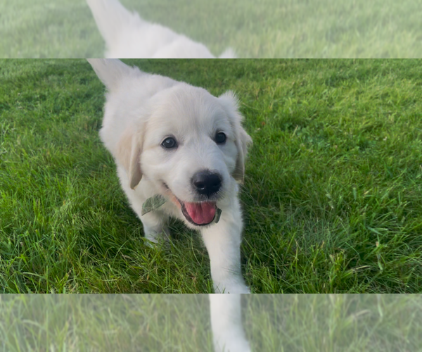Medium Photo #12 English Cream Golden Retriever Puppy For Sale in BISMARCK, ND, USA