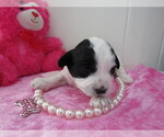 Small #4 ShihPoo