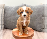 Small #4 Cavapoo (Miniature)