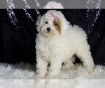 Small #2 Poodle (Miniature)