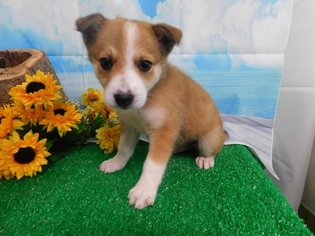 Border-Aussie Puppy for sale in HAMMOND, IN, USA