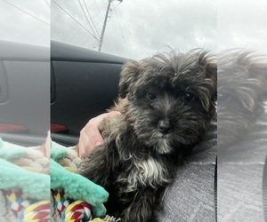 Poodle (Toy)-Yorkshire Terrier Mix Puppy for sale in ROYAL OAK, MI, USA