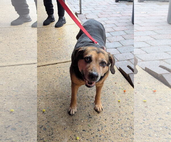 Medium Photo #19 Mutt Puppy For Sale in Oakhurst, NJ, USA