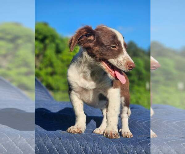 Medium Photo #3 Australian Shepherd-Chihuahua Mix Puppy For Sale in Wakefield, RI, USA