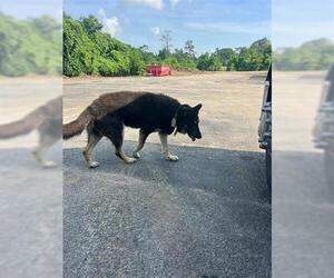 German Shepherd Dog Dogs for adoption in Houston, TX, USA