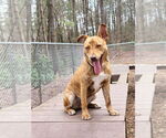 Small #17 Mutt