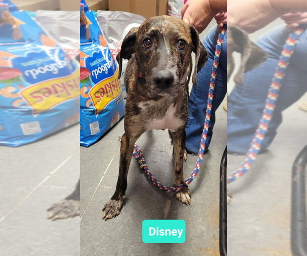 Medium Photo #2 Plott Hound-Unknown Mix Puppy For Sale in Richmond, IN, USA