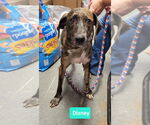 Small #1 Plott Hound Mix
