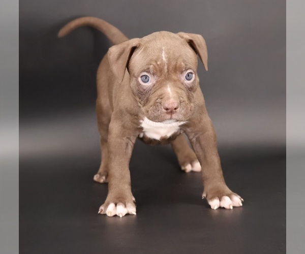 Medium Photo #1 American Bully Puppy For Sale in CHAMPAIGN, IL, USA