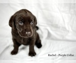 Small Photo #6 Labrador Retriever Puppy For Sale in ACWORTH, GA, USA