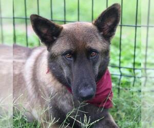 Mutt Dogs for adoption in San Antonio, TX, USA