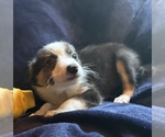 Puppy Piper Border Collie