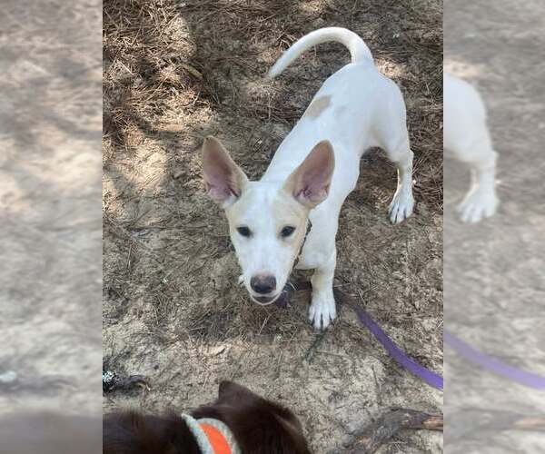 Medium Photo #8 Mutt Puppy For Sale in pomfret, CT, USA