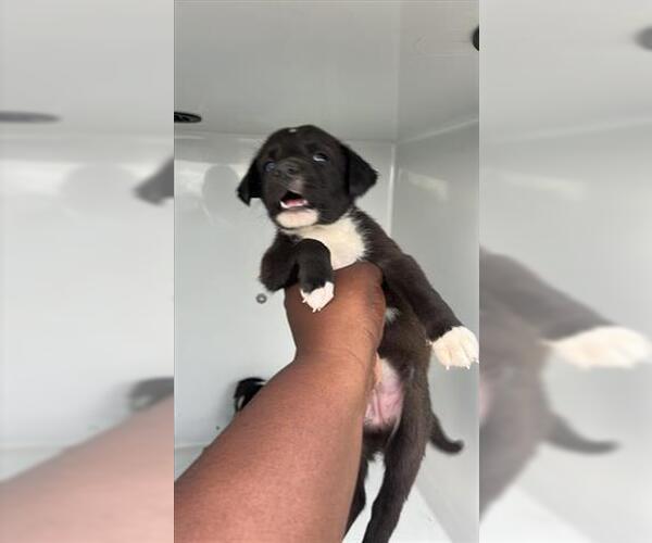 Medium Photo #1 Labsky Puppy For Sale in Houston, TX, USA