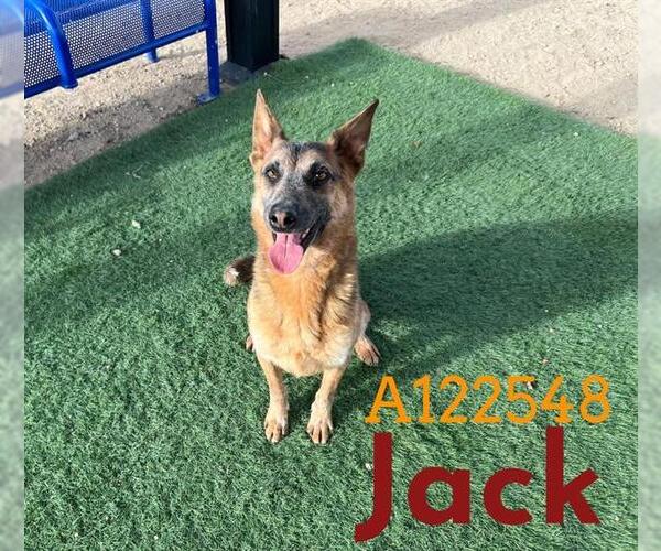 Medium Photo #1 Mutt Puppy For Sale in HESPERIA, CA, USA