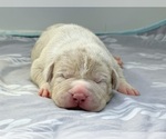 Small Photo #3 American Bully Puppy For Sale in DICKINSON, TX, USA