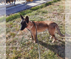 Mutt Dogs for adoption in Imlay City, MI, USA