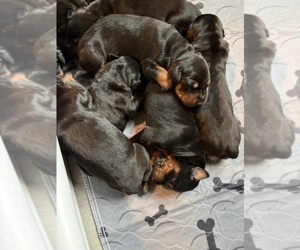 Medium Photo #11 Doberman Pinscher Puppy For Sale in CHEPACHET, RI, USA