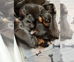 Small #10 Doberman Pinscher