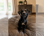 Small Labrador Retriever Mix