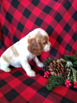 Medium Photo #6 Cocker Spaniel Puppy For Sale in ATKINSONS MILLS, PA, USA