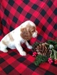 Small Photo #6 Cocker Spaniel Puppy For Sale in ATKINSONS MILLS, PA, USA