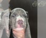 Small #11 American Pit Bull Terrier
