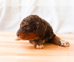 Small Photo #5 Bernedoodle Puppy For Sale in CARLOCK, IL, USA