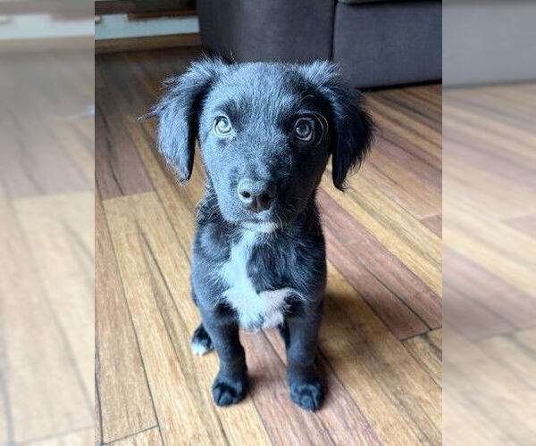 Medium Photo #1 Border Collie-Unknown Mix Puppy For Sale in Genesee, WI, USA