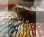 Darla - Female Mutt Dog for Adoption - Small photo