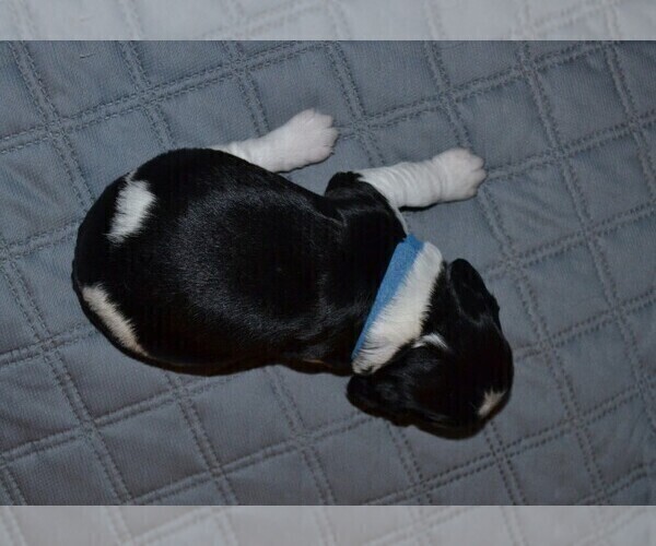 Medium Photo #3 English Springer Spaniel Puppy For Sale in LITCHFIELD, MN, USA