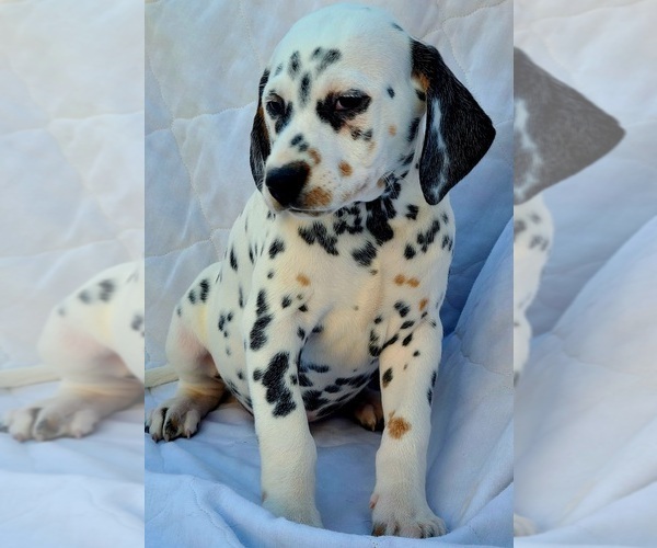 Medium Photo #1 Dalmatian Puppy For Sale in CAPE MAY COURT HOUSE, NJ, USA