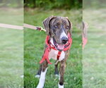 Small Photo #4  Puppy For Sale in , 