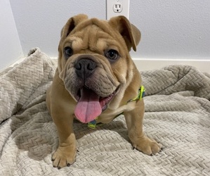 English Bulldog Puppy for Sale in CLERMONT, Florida USA