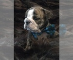 Small Photo #18 English Bulldog Puppy For Sale in STUART, FL, USA