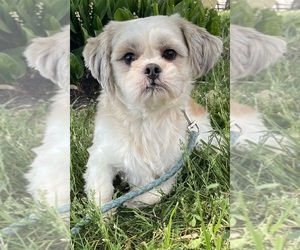 Father of the Shih Tzu puppies born on 03/21/2025