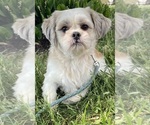 Small Photo #1 Shih Tzu Puppy For Sale in CANOGA, NY, USA