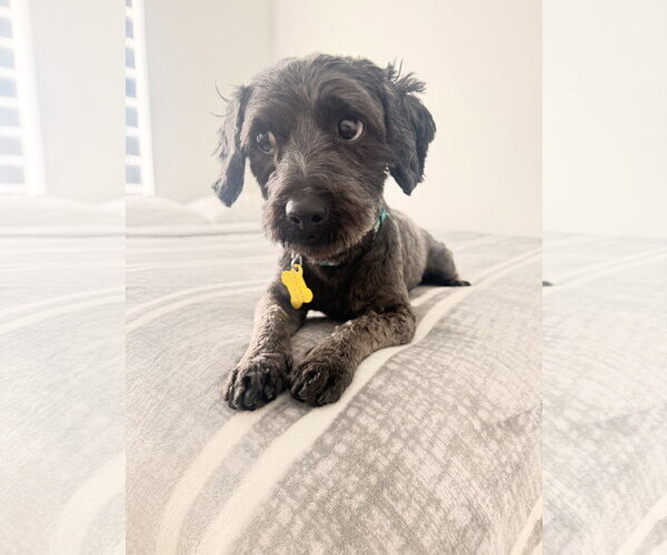 Medium Photo #3 Poodle (Miniature) Puppy For Sale in Sandy, UT, USA