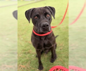 Mutt Dogs for adoption in San Bernardino, CA, USA