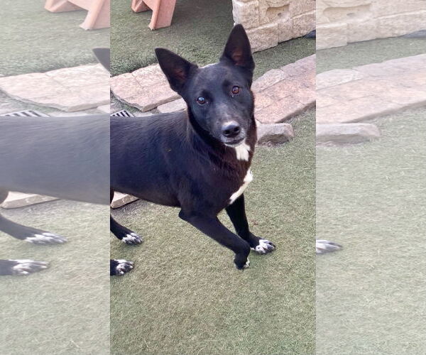 Medium Photo #7 Australian Kelpie-Labrador Retriever Mix Puppy For Sale in Newport Beach, CA, USA