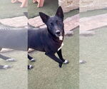 Small #6 Australian Kelpie-Labrador Retriever Mix