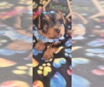 Small Photo #10 Yorkshire Terrier Puppy For Sale in AKRON, OH, USA