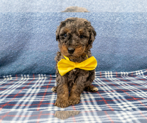 Bernedoodle (Miniature) Puppy for sale in ROY, UT, USA