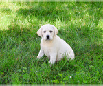 Small #2 Labrador Retriever