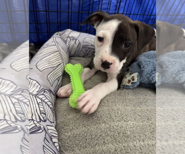 Medium Photo #3 Bullboxer Pit Puppy For Sale in Sanford, FL, USA