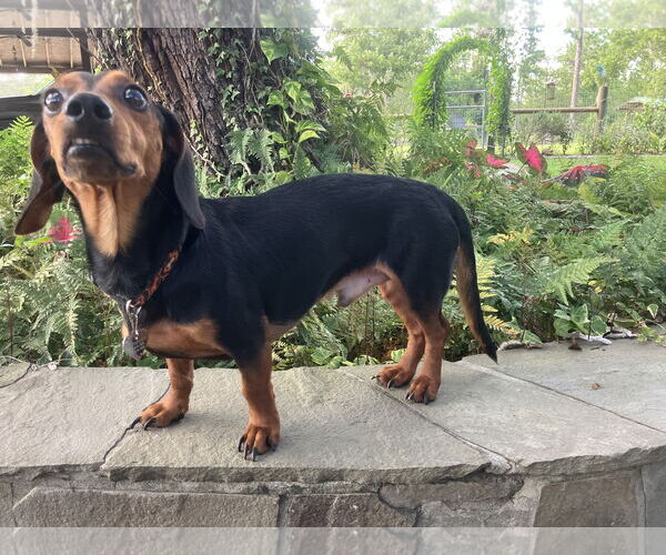 Medium Photo #2 Dachshund Puppy For Sale in Tampa, FL, USA