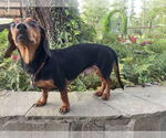 Small #1 Dachshund