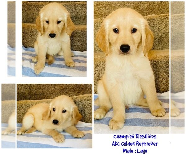 Medium Photo #1 Golden Retriever Puppy For Sale in SUGAR LAND, TX, USA