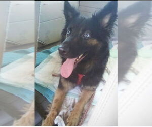 German Shepherd Dog-Unknown Mix Dogs for adoption in Aurora, IN, USA