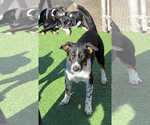 Small #2 Border Collie Mix